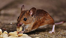 24 Hour & Emergency Exterminators in Silver Star, MT